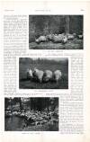 Country Life Saturday 09 May 1903 Page 51