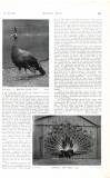 Country Life Saturday 31 October 1903 Page 47