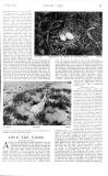 Country Life Saturday 29 July 1905 Page 29