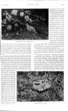 Country Life Saturday 05 August 1905 Page 9