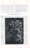 Country Life Saturday 03 February 1906 Page 33