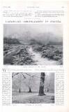 Country Life Saturday 03 February 1906 Page 43