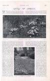 Country Life Saturday 17 March 1906 Page 41