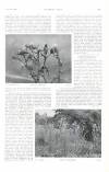Country Life Saturday 09 February 1907 Page 51