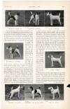 Country Life Saturday 04 February 1911 Page 49