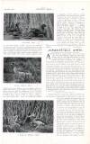 Country Life Saturday 24 August 1912 Page 35