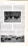 Country Life Saturday 01 February 1913 Page 39