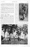 Country Life Saturday 15 February 1913 Page 13