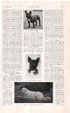 Country Life Saturday 15 November 1913 Page 113
