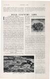 Country Life Saturday 17 January 1914 Page 67