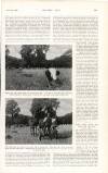 Country Life Saturday 09 September 1916 Page 27