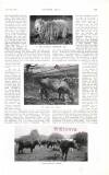 Country Life Saturday 07 June 1919 Page 107