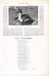 Country Life Saturday 11 June 1921 Page 133