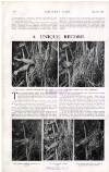 Country Life Saturday 11 August 1923 Page 51