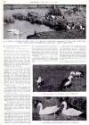 Country Life Friday 17 July 1942 Page 24