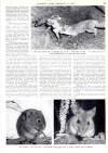 Country Life Thursday 12 January 1961 Page 23